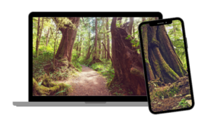 Virtual nature walk on phone and laptop